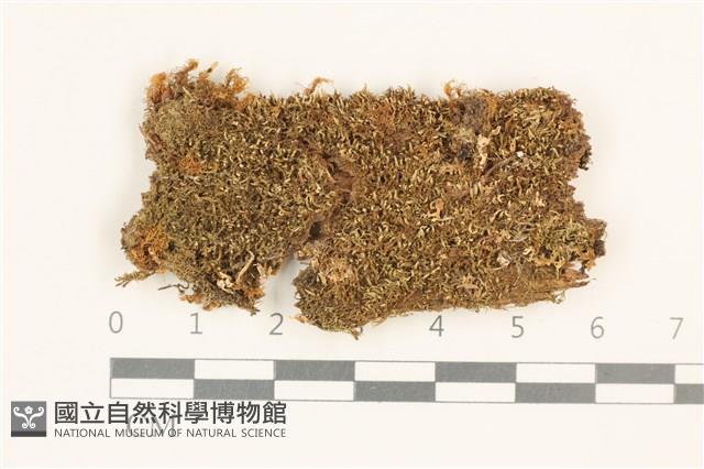 曲枝大萼苔藏品圖，第1張