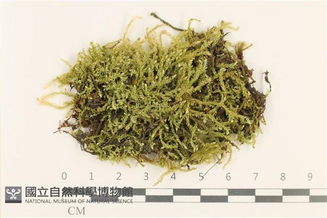 登錄號:B00000598藏品圖，第1張