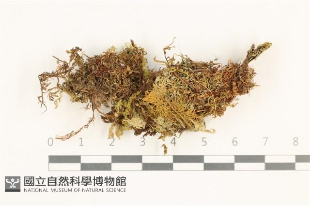 毛擬叉苔藏品圖，第1張