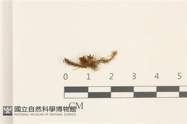 直葉珠蘚藏品圖，第1張