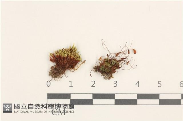 登錄號:B00021498藏品圖，第1張