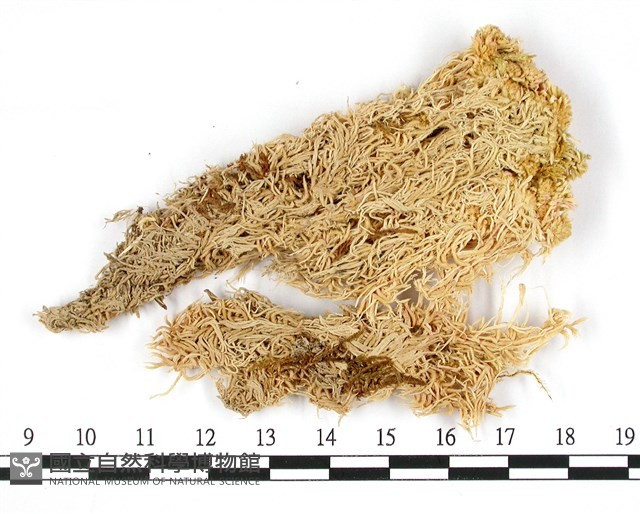 垂枝泥炭蘚藏品圖，第1張