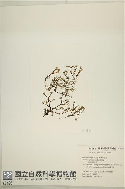 鹿角網地藻藏品圖，第3張