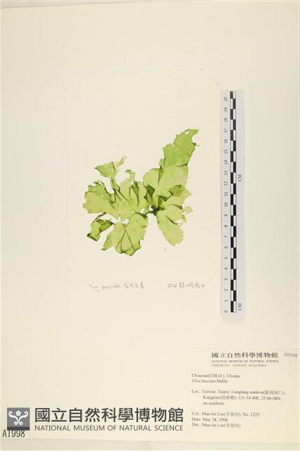 長片石蓴, 裂片石蓴藏品圖，第1張