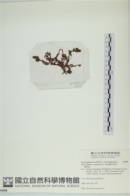 網胰藻藏品圖，第3張