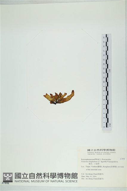 葉苔, 小海帶藏品圖，第3張
