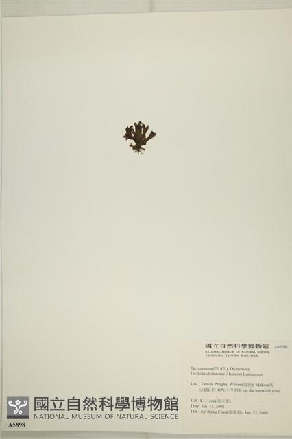 網目藻藏品圖，第3張
