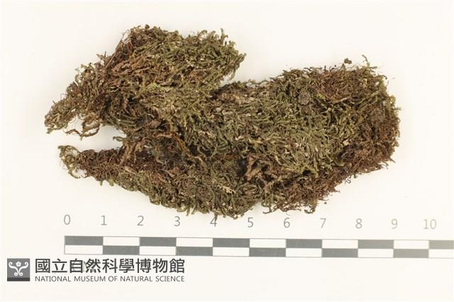 日本鞭苔藏品圖，第1張
