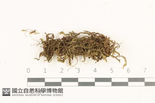 鞭苔,三裂鞭苔藏品圖，第1張