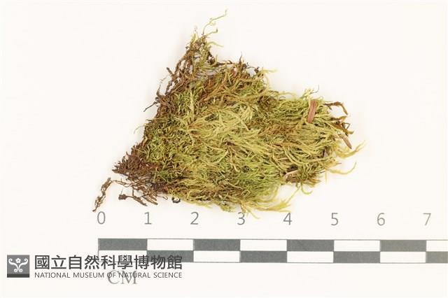 羽枝青蘚藏品圖，第1張