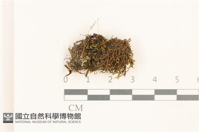 登錄號:B00017398藏品圖，第1張