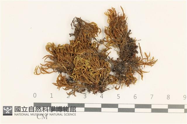 登錄號:B00021398藏品圖，第1張