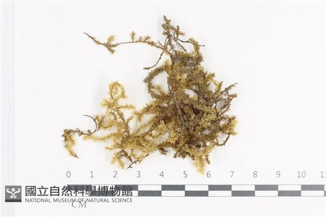 登錄號:B00011398藏品圖，第1張