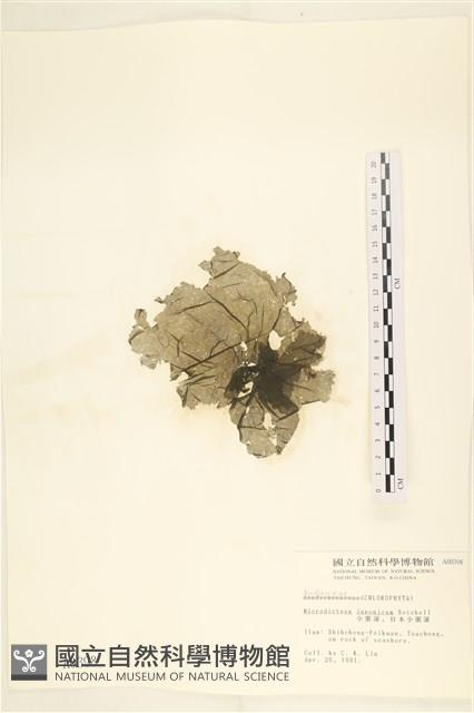 小網藻, 日本小網藻藏品圖，第1張