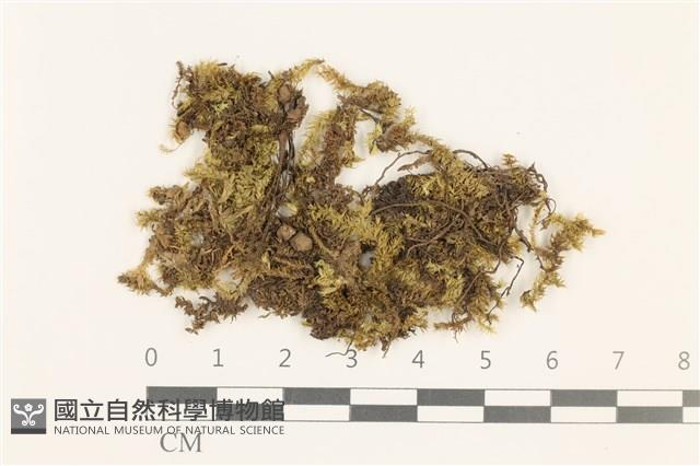 登錄號:B00008798藏品圖，第1張