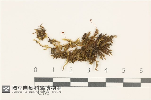 小青蘚藏品圖，第1張