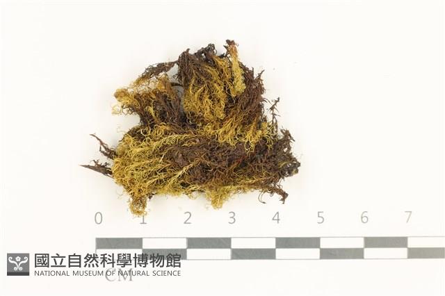 登錄號:B00017798藏品圖，第1張