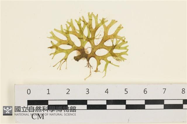 登錄號:A00005798藏品圖，第1張