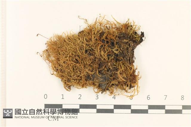 白青蘚藏品圖，第1張