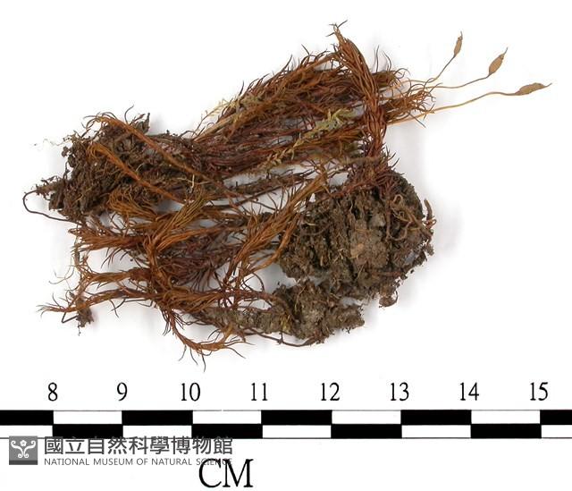 登錄號:B00002648藏品圖，第1張