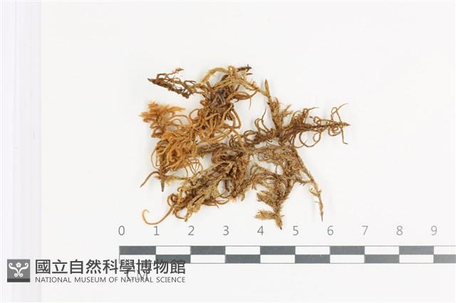登錄號:B00018648藏品圖，第1張
