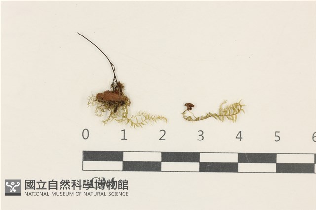 登錄號:B00004648藏品圖，第1張