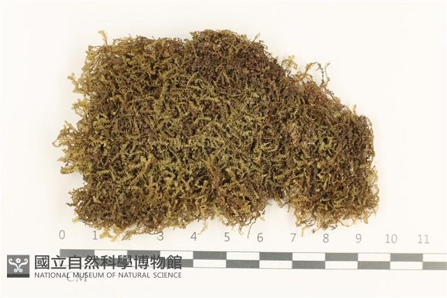 三齒鞭苔藏品圖，第1張