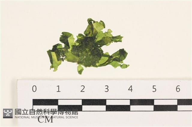 茶花石蓴, 牡丹菜藏品圖，第1張