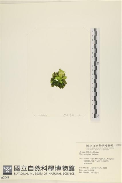 茶花石蓴, 牡丹菜藏品圖，第3張