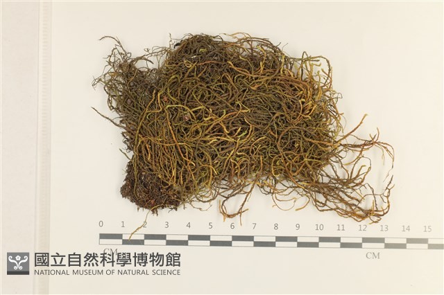 登錄號:B00008048藏品圖，第1張