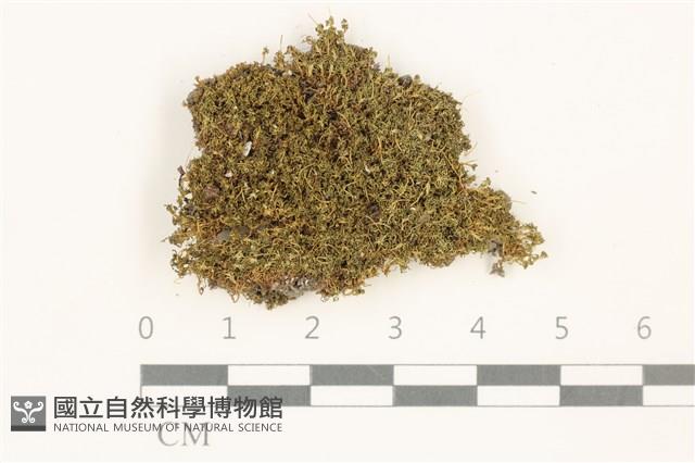 登錄號:B00014048藏品圖，第1張