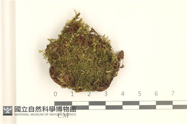 細葉真蘚藏品圖，第1張