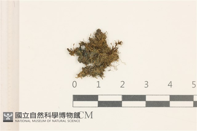 登錄號:B00005048藏品圖，第1張