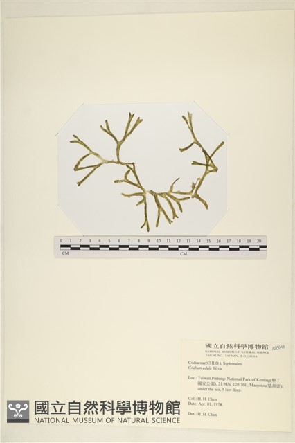 登錄號:A00005048藏品圖，第1張