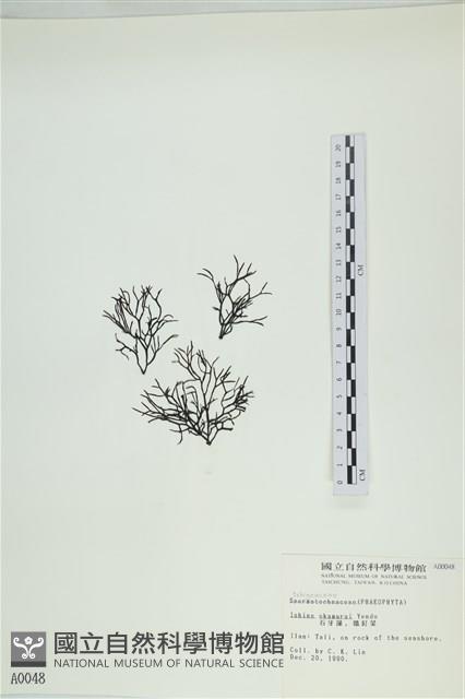 石牙藻, 石牙菜, 鐵釘菜藏品圖，第1張