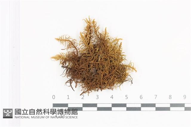 山羽蘚藏品圖，第1張