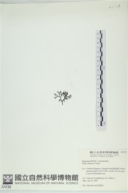 石牙藻, 石牙菜, 鐵釘菜藏品圖，第3張
