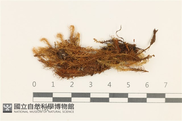 挪威珠蘚藏品圖，第1張