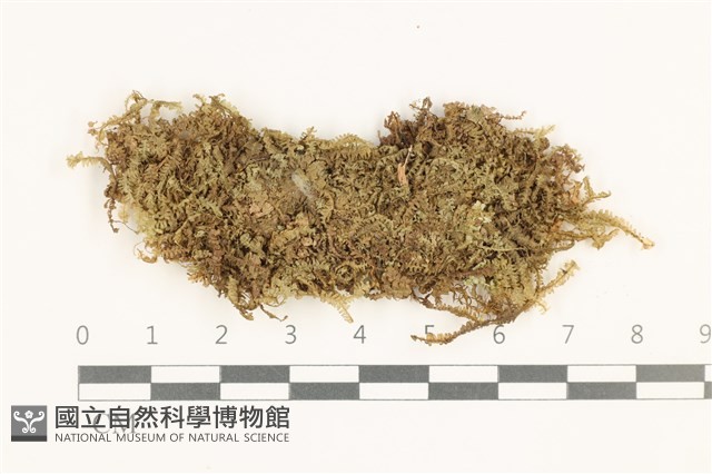 鞭苔,三裂鞭苔藏品圖，第1張