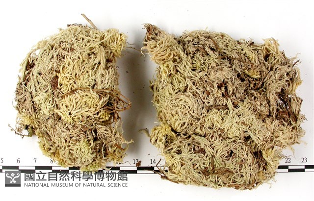 登錄號:B00010548藏品圖，第1張