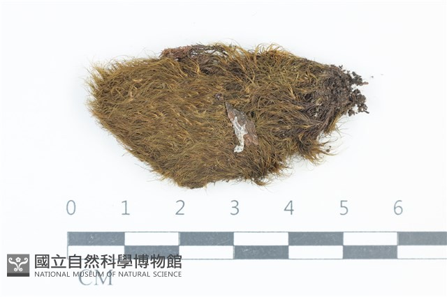 叢葉青毛蘚藏品圖，第1張