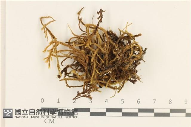 登錄號:B00000448藏品圖，第1張