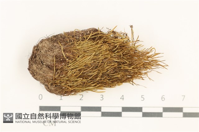 登錄號:B00013448藏品圖，第1張