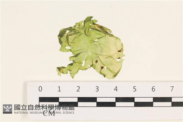 茶花石蓴, 牡丹菜藏品圖，第1張