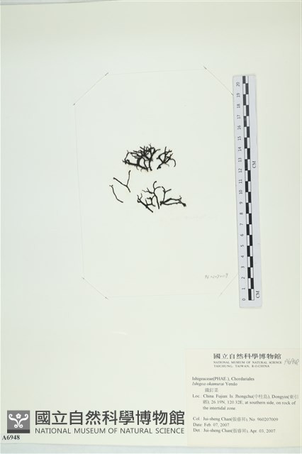 石牙藻, 石牙菜, 鐵釘菜藏品圖，第1張