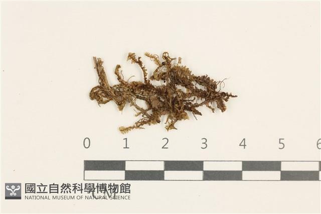 日本鞭苔藏品圖，第1張