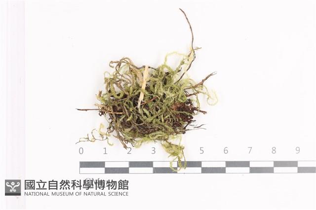 毛扭蘚藏品圖，第1張