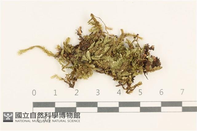 扁灰蘚藏品圖，第1張