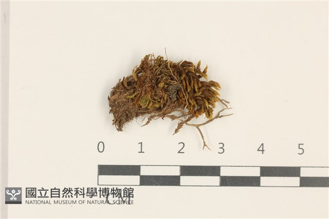 卷葉叢本蘚藏品圖，第1張