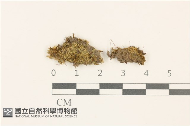 全緣小錦蘚藏品圖，第1張